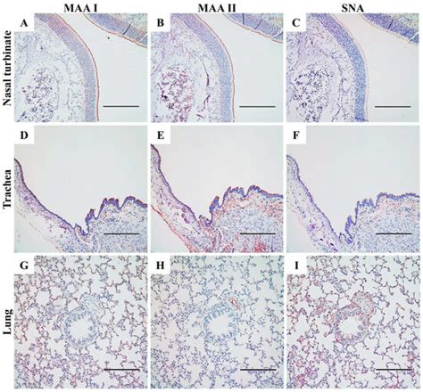 Experimental Infection of Rats with Influenza A Viruses: Implications ...