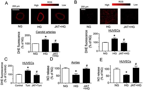 Jatrorrhizine Improves Endothelial Function in Diabetes and Obesity ...