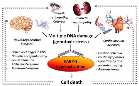 PARP-1-Associated Pathological Processes: Inhibition by Natural Polyphenols