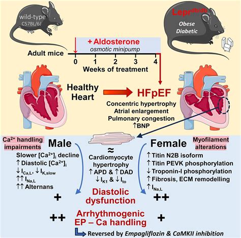 How Many Types Of Heart Failure Are There - Infoupdate.org