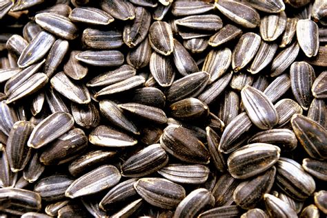 Sunflower Seeds Free Stock Photo - Public Domain Pictures
