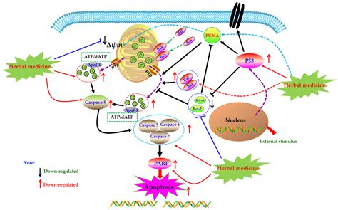 Apoptosis Induction of Fibroblast-Like Synoviocytes Is an Important ...