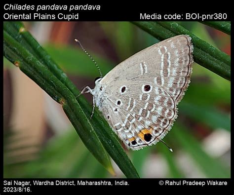 Chilades pandava pandava | Butterfly