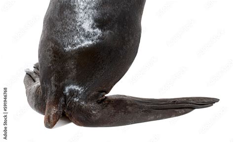 Sea Lion 的图像结果