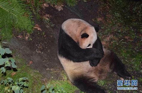 四川发现首只白色大熊猫，野外还藏着多少“国宝”？ - 海峡飞虹移动版