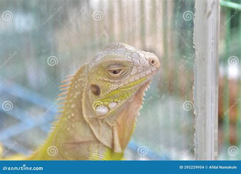 Green Iguana Reptile in a Cage Photographed at Close Range Stock Photo ...