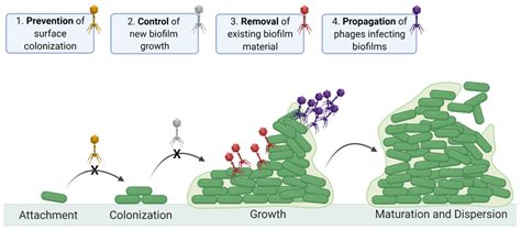 Improving Phage-Biofilm In Vitro Experimentation
