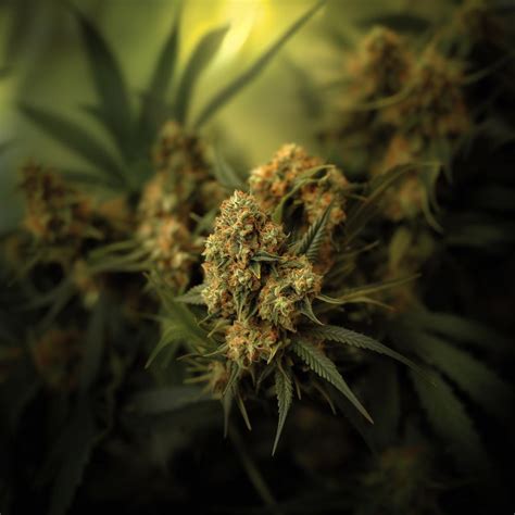 Alien Rock Candy Strain Information & Effects