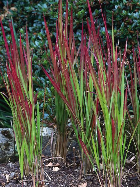 Types of Ornamental Grasses | Ornamental grasses, Hgtv garden, Plants