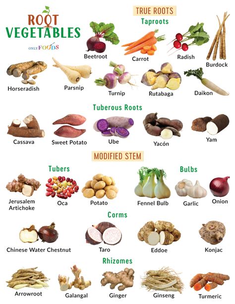 Image result for Vegetables Examples