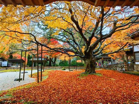 Kyushu Yanagawa & Itoshima Day Trip | Itoshima Couple Rocks + Coconut ...