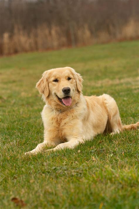 Top French Female Dog Names