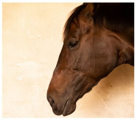 Animals | Special Issue : Horse-Human Interactions and Their ...