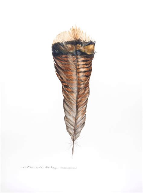 Turkey Feather Drawing