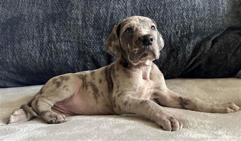 Full Euro AKC Blue Merle Female Great Dane - Great Dane Puppies for ...