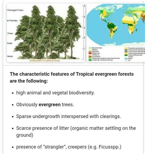 Write down the features of Tropical Evergreen Forests. - Brainly.in