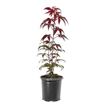 Red Japanese Maple Plants, Bulbs & Seeds at Lowes.com