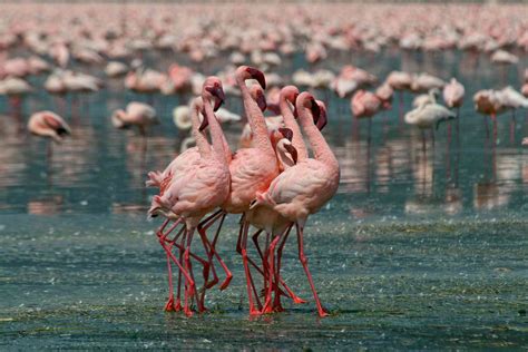 Africa's most toxic lakes are a paradise for fearless flamingos