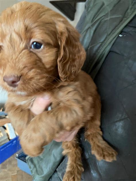 Image result for Straight Hair Cockapoo