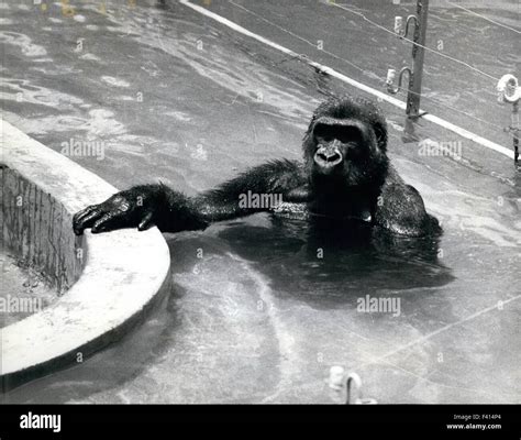 Gorilla Apes his keeper. 10th Jan, 1975. and learns to Swim: Water play ...