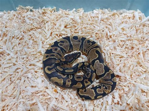 Image result for The Dodo Pet Ball Python