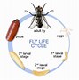 Image result for Housefly