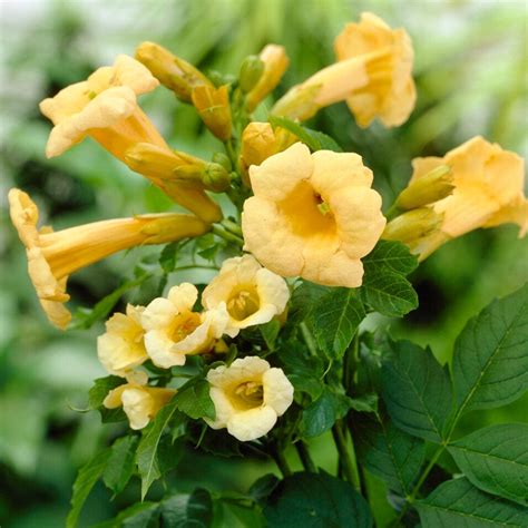 Yellow Trumpet Vine | Campsis radicans 'Flava' – Roots Plants