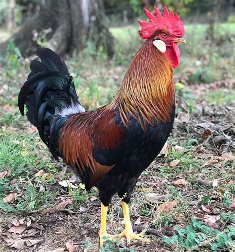 Brown Leghorn Chickens For Sale Online | Cackle Hatchery