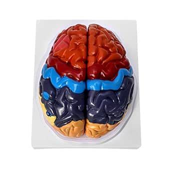 QWORK Life-Size Human Brain Anatomical Model, Color-Coded Partitioned ...