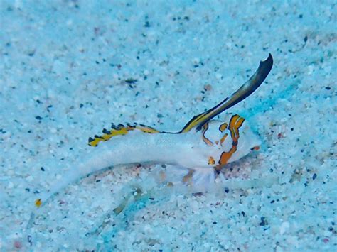 オケアノス沖縄ケラマ・阿嘉島でフィッシュ・ウォッチング、水中写真、海中生物観察