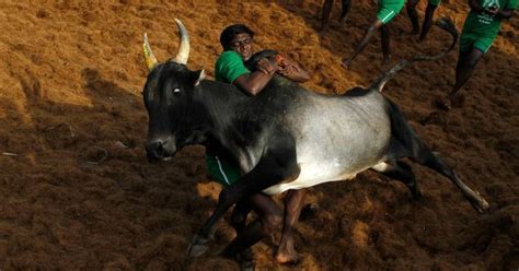 Two dead, more than 50 injured during jallikattu in Tamil Nadu