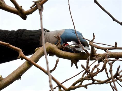 Apple Tree Pruning Guide 的图像结果