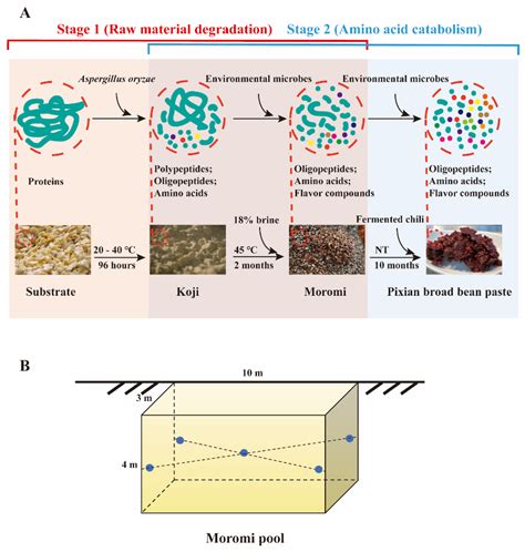 Functional Microbiota for Polypeptide Degradation during Hypertonic ...