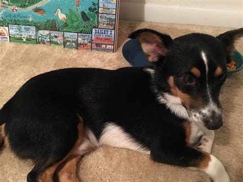 Meet Finnegan, my Dachshund Corgi Mix : r/corgi