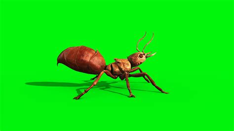 Image result for C4d Insect Walk Cycle Tutorial