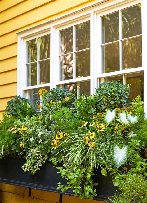 Window Box Planting Ideas Flowers