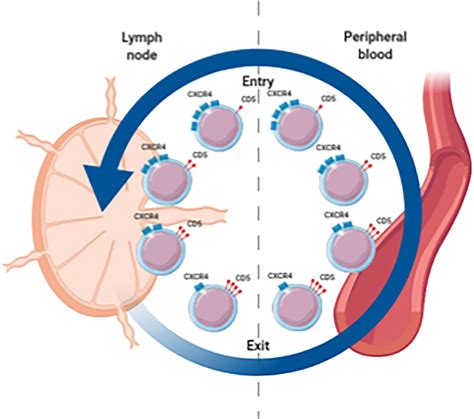 Chronic Lymphocytic Leukemia Diagram