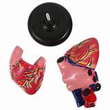 Buy iplusmile Human Heart Model Scientific Heart Models Anatomy Human ...