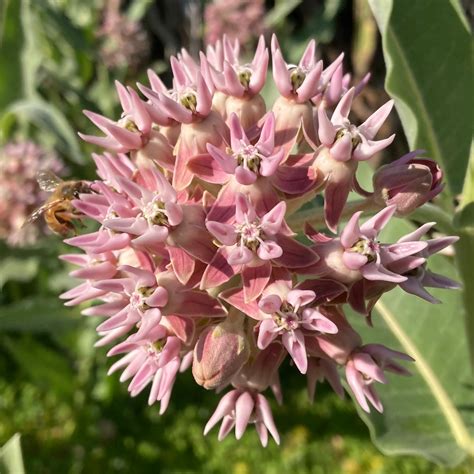 Milkweed, Showy (Asclepias speciosa) – Earthbeat Seeds