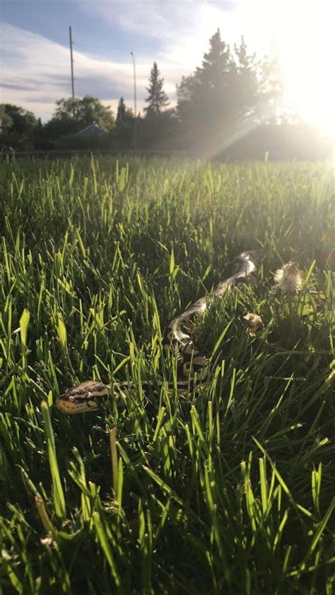 Image result for Python Skin Shed