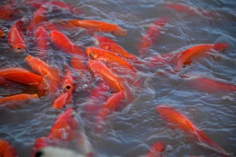 池塘红鱼,红鱼,深海红鱼_大山谷图库