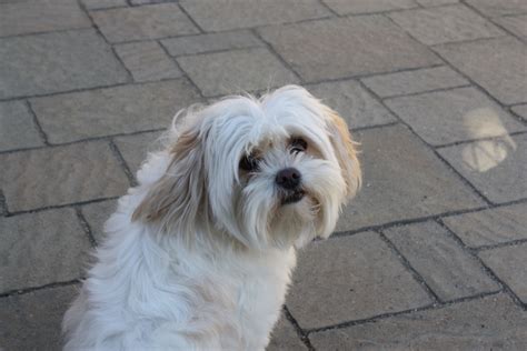 Portia, Maltese/Shih Tzu mix