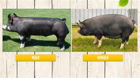 Breeds of swine | PDF