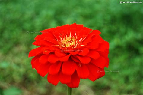 Flowers with names r gallery 3