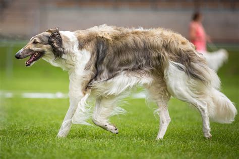 Borzoi (carattere, alimentazione, cura)