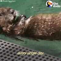 Image result for Otter Using Vending Machine