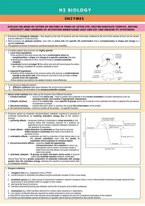 H2 Biology: Enzymes Study Notes | Biology H2 - GCE A Level | Thinkswap