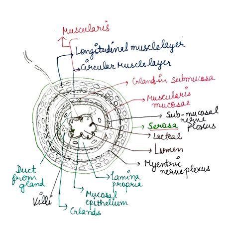 [Solved] . E. You only need to learn the layers of the alimentary canal... | Course Hero