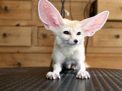 Cute Rare Animals