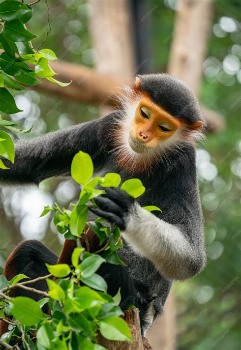 Premium Photo | Red shanked douc langur